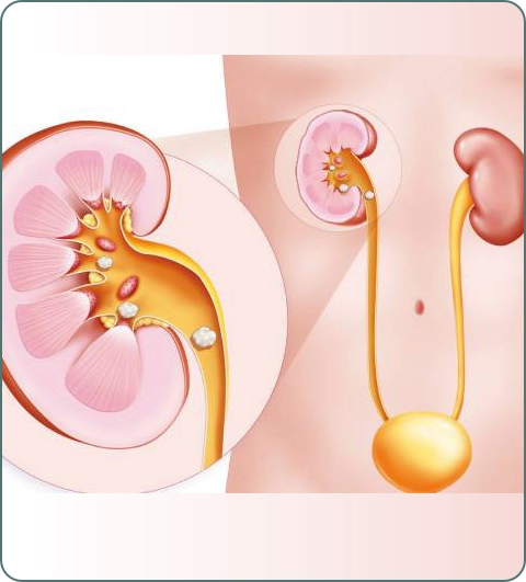 Urinary system illustration