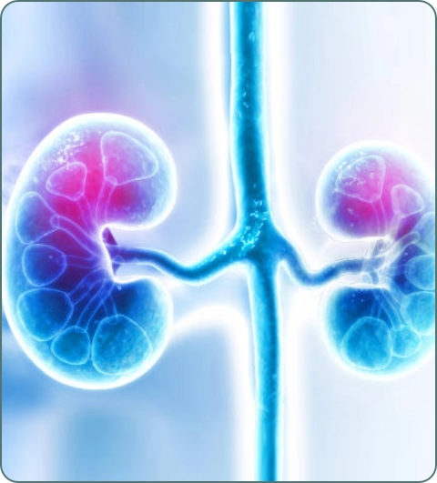 Kidney and renal system illustration